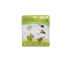 Cycle de la vie de la grenouille