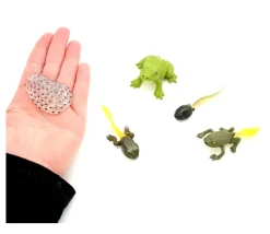 Cycle de la vie de la grenouille