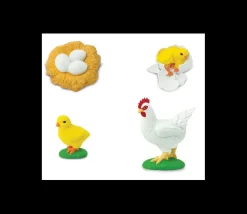 Cycle de la vie de l'oeuf à la poule