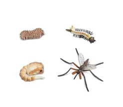 Cycle de la vie d'un moustique