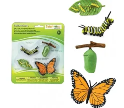 Cycle de la vie d'un papillon Monarque