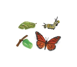 Cycle de la vie d'un papillon Monarque