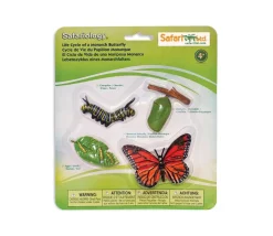 Cycle de la vie d'un papillon Monarque