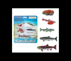 Cycle de la vie d'un saumon