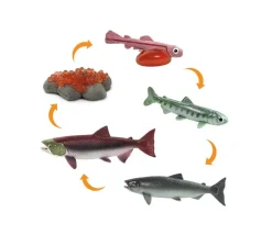 Cycle de la vie d'un saumon