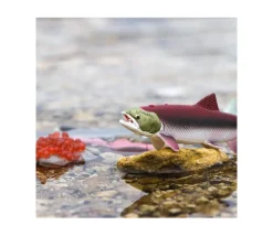 Cycle de la vie d'un saumon