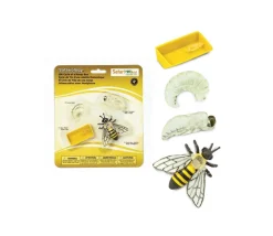 Cycle de la vie d'une abeille