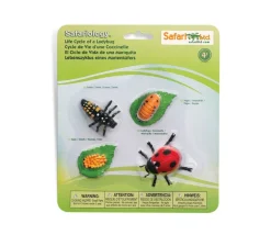 Cycle de la vie d'une coccinelle