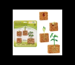 Cycle de la vie d'une graine de Haricot