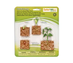 Cycle de la vie d'une graine de Haricot