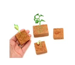 Cycle de la vie d'une graine de Haricot