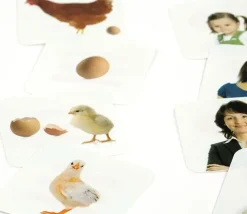 Jeu des séquences cycles découverte du monde enfant 4-6 ans