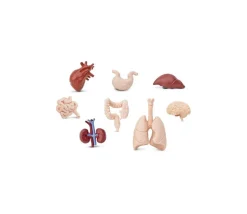 Organes Humains miniature environ 5 cm- tube de 8 pièces