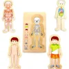 Puzzles anatomie garçon - 4 puzzles à étage