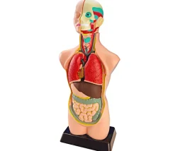 Set anatomie : Découverte du corps humain 50 cm